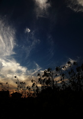 夕日の菜の花