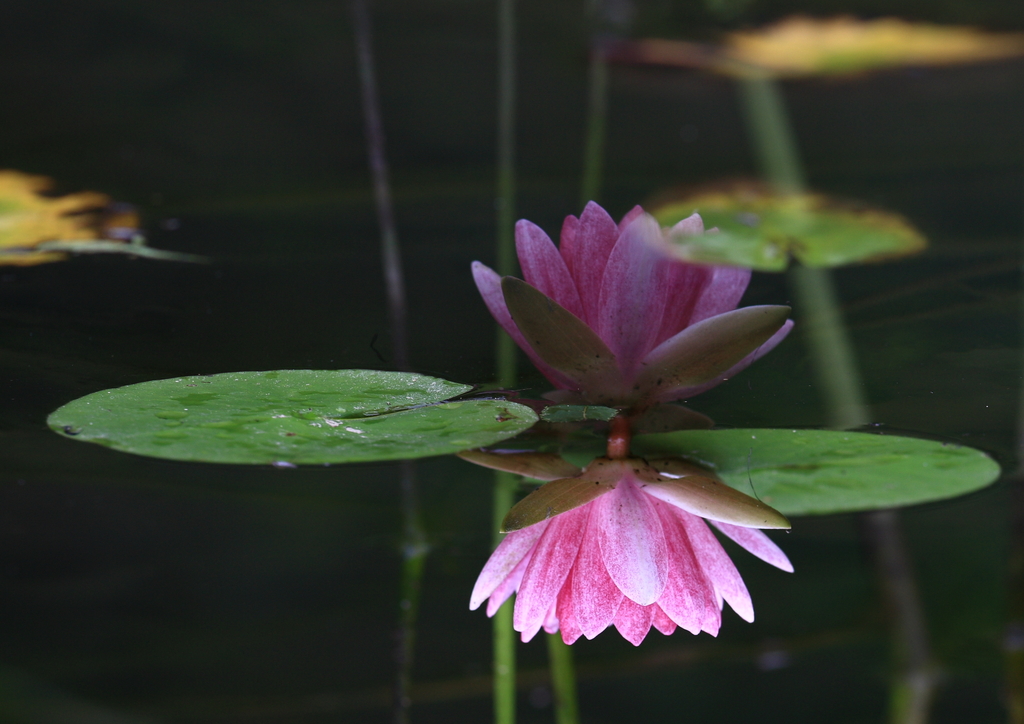 水中花?