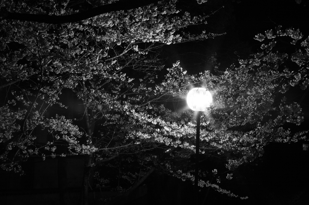 夜桜