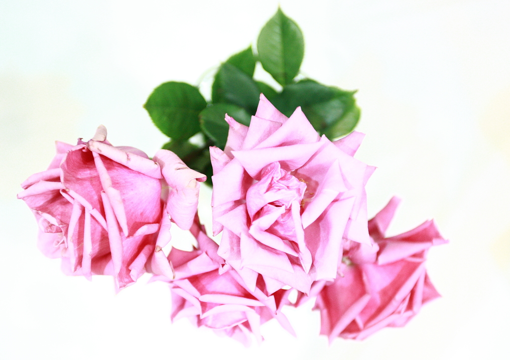 薔薇