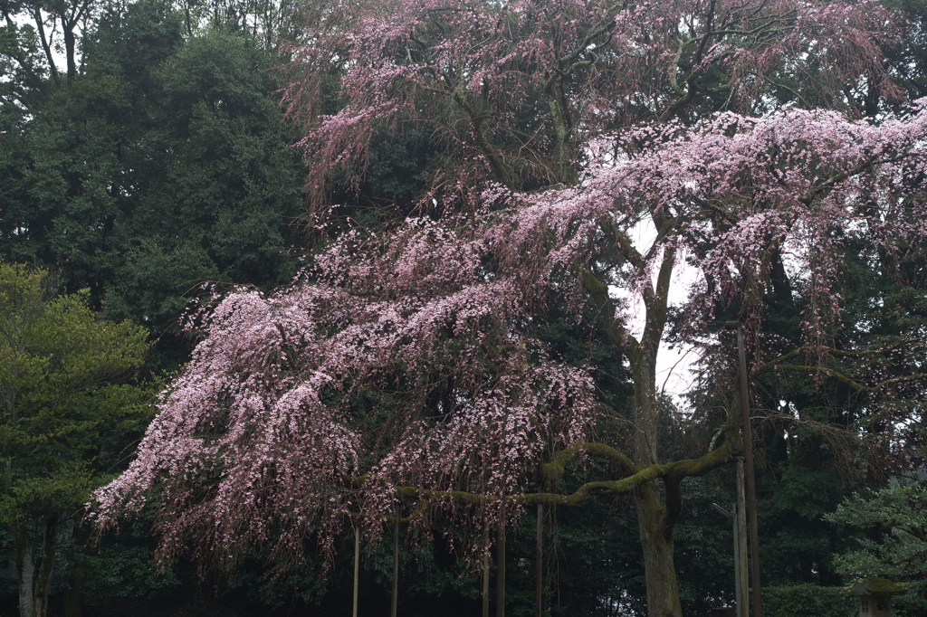 醍醐寺　枝垂桜