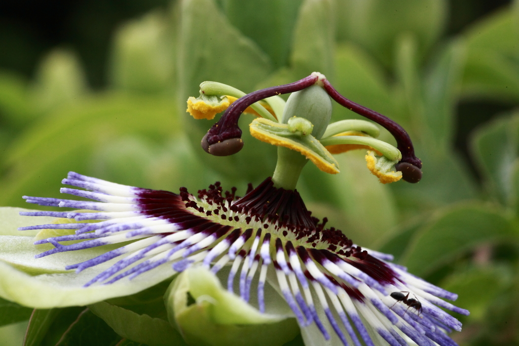 小さな遊園地　回転ブランコと蟻のお客さん