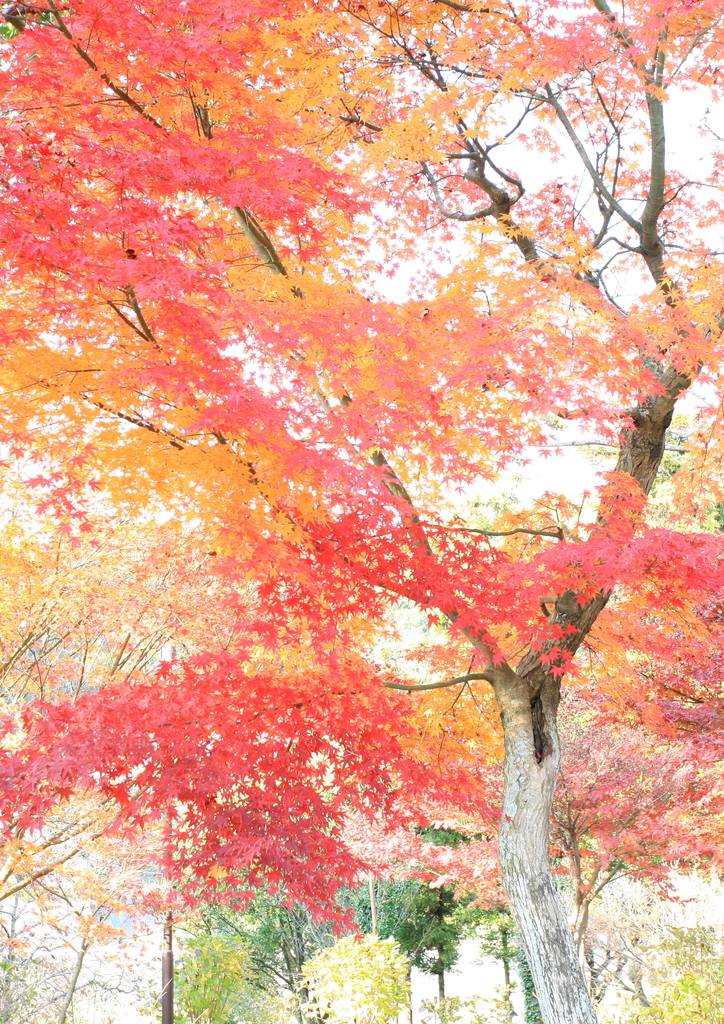 紅葉
