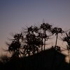 夕暮れの彼岸花