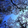 初夏のさくら(八重桜)