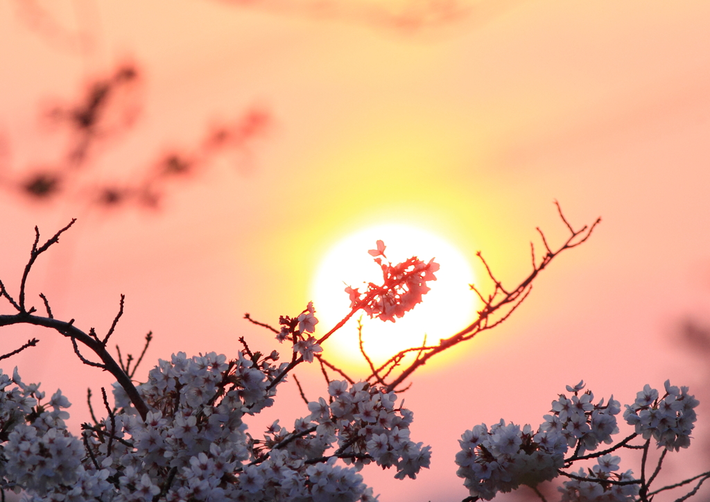 紅桜
