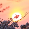 紅桜