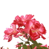紅薔薇