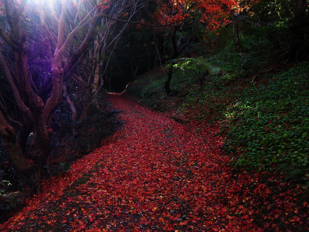 紅小路