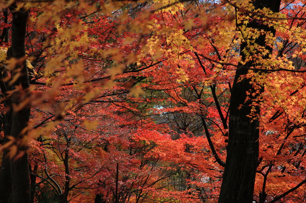紅葉