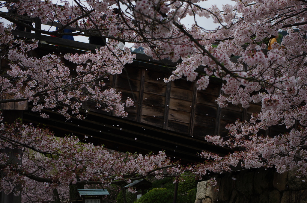桜吹雪2088