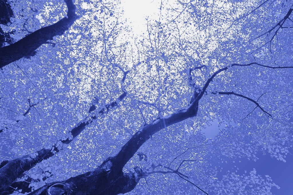 氷桜