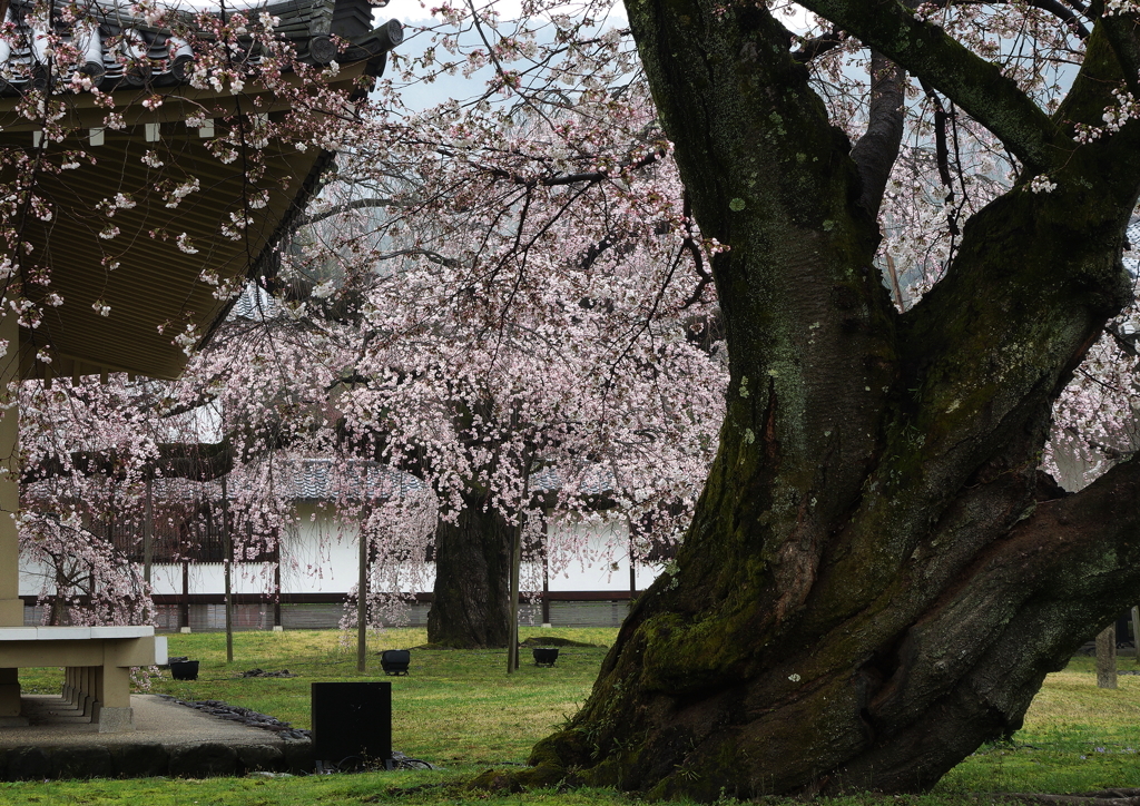 醍醐寺　桜
