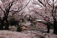 桜　さくら
