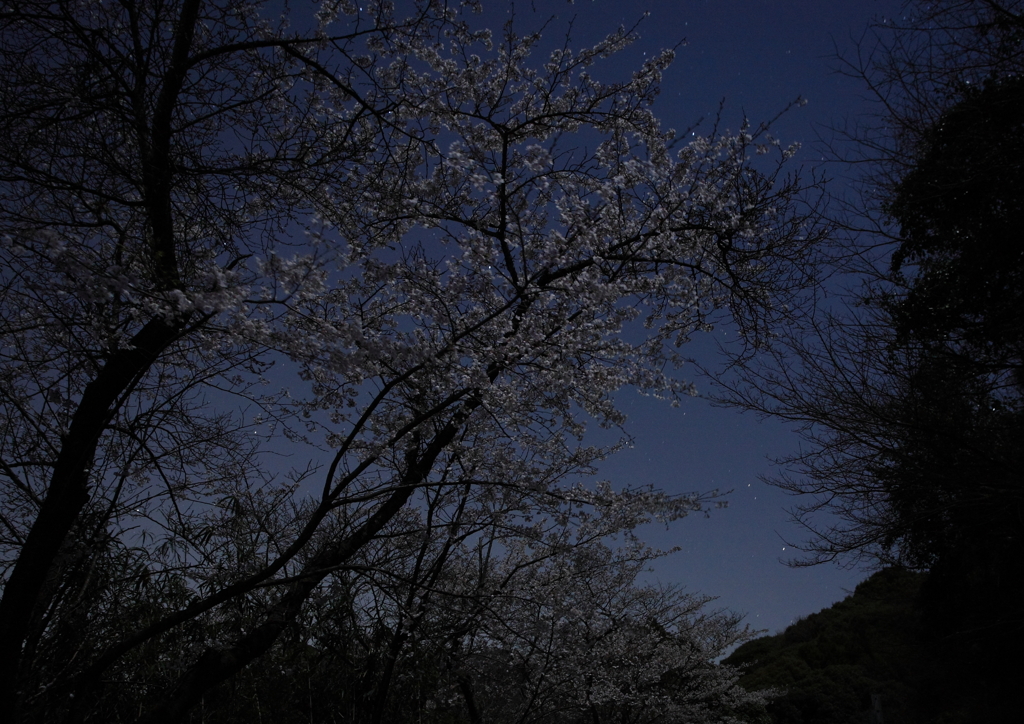 夜桜