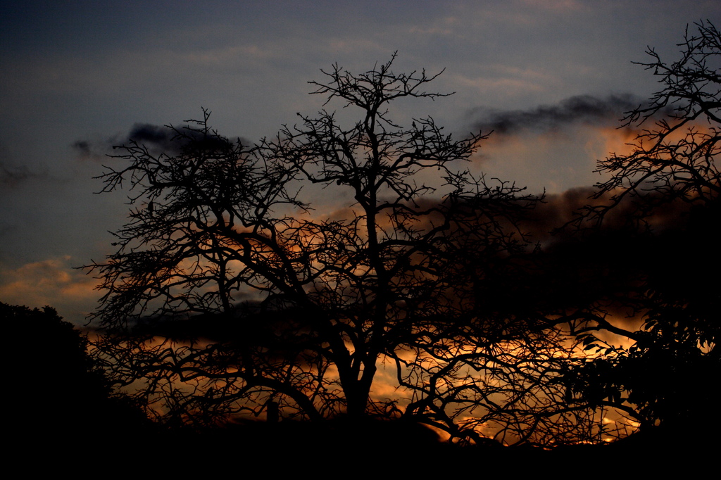 雲と夕日と落葉樹
