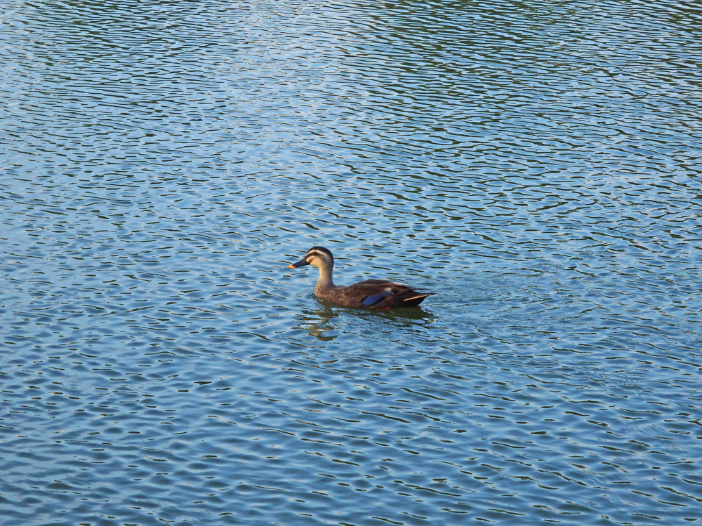 水鳥と波