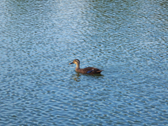 水鳥と波