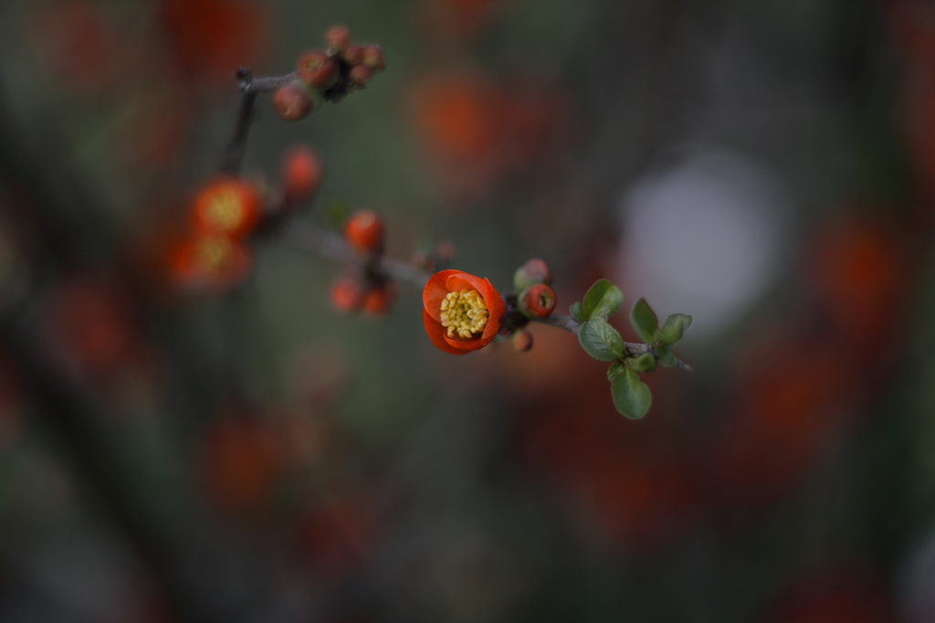 紅梅
