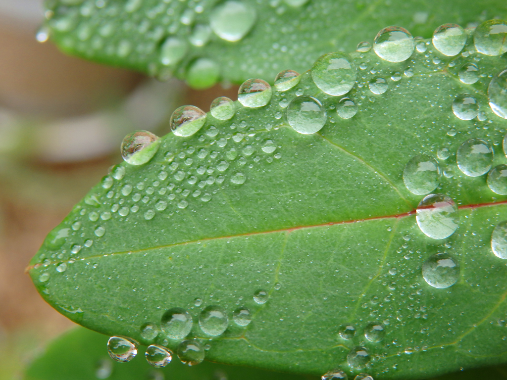 秋雨