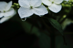 あじさいに雨