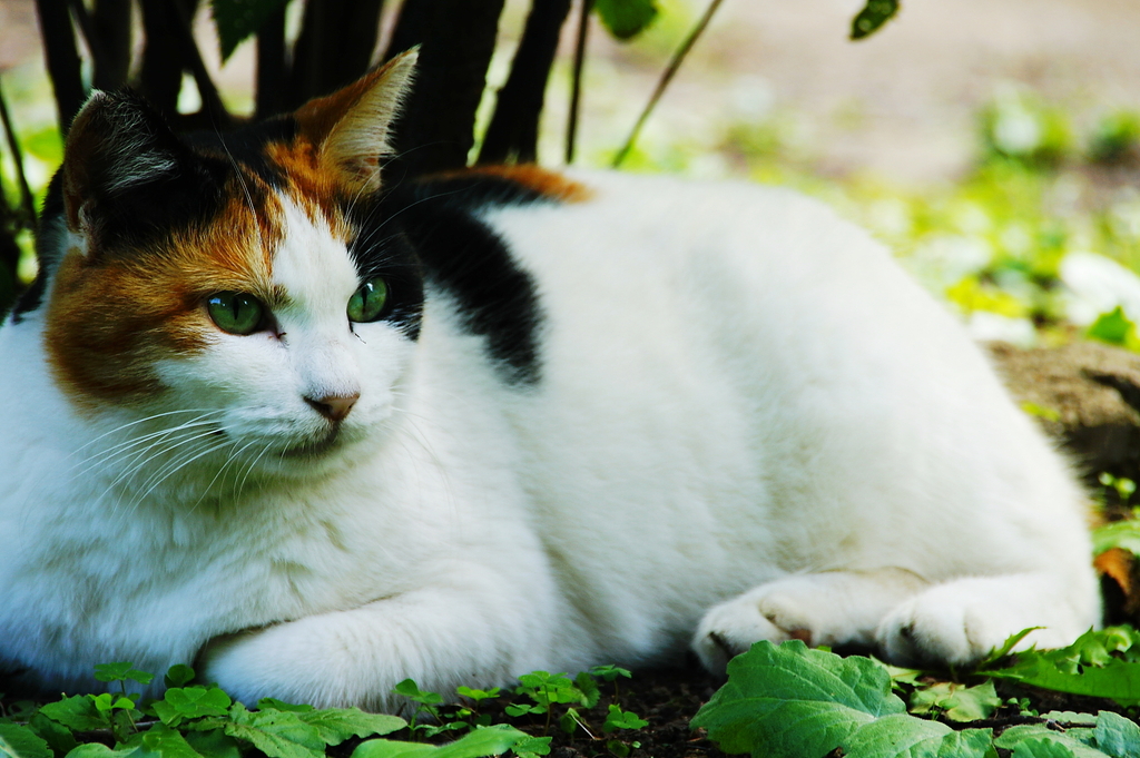 猫