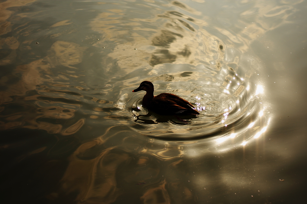 水鳥と波紋