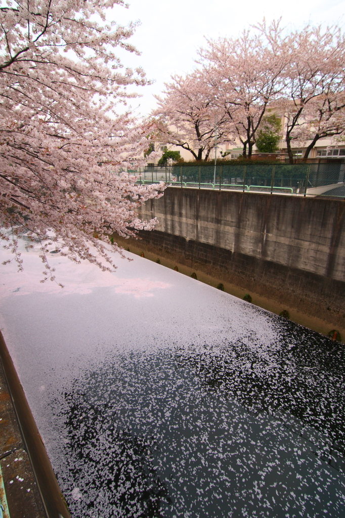 せき止められた花びら