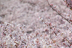 桜のうみ１