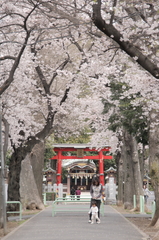 桜の咲く参道で