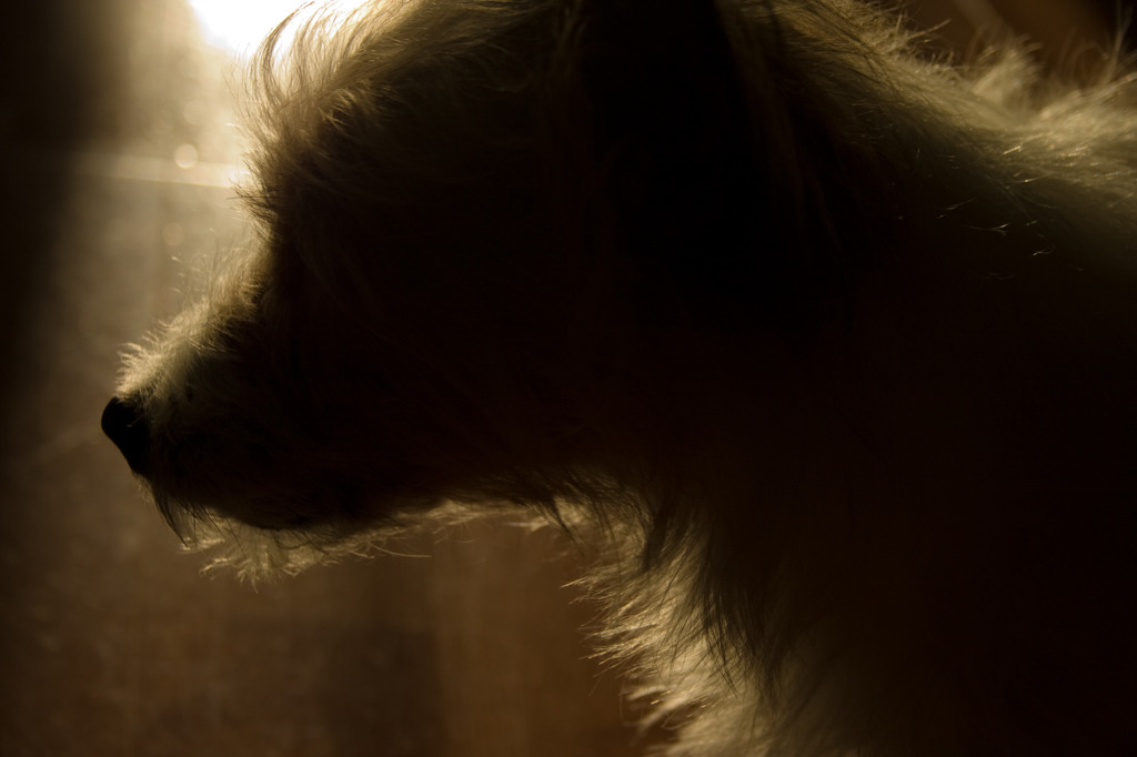 朝の犬