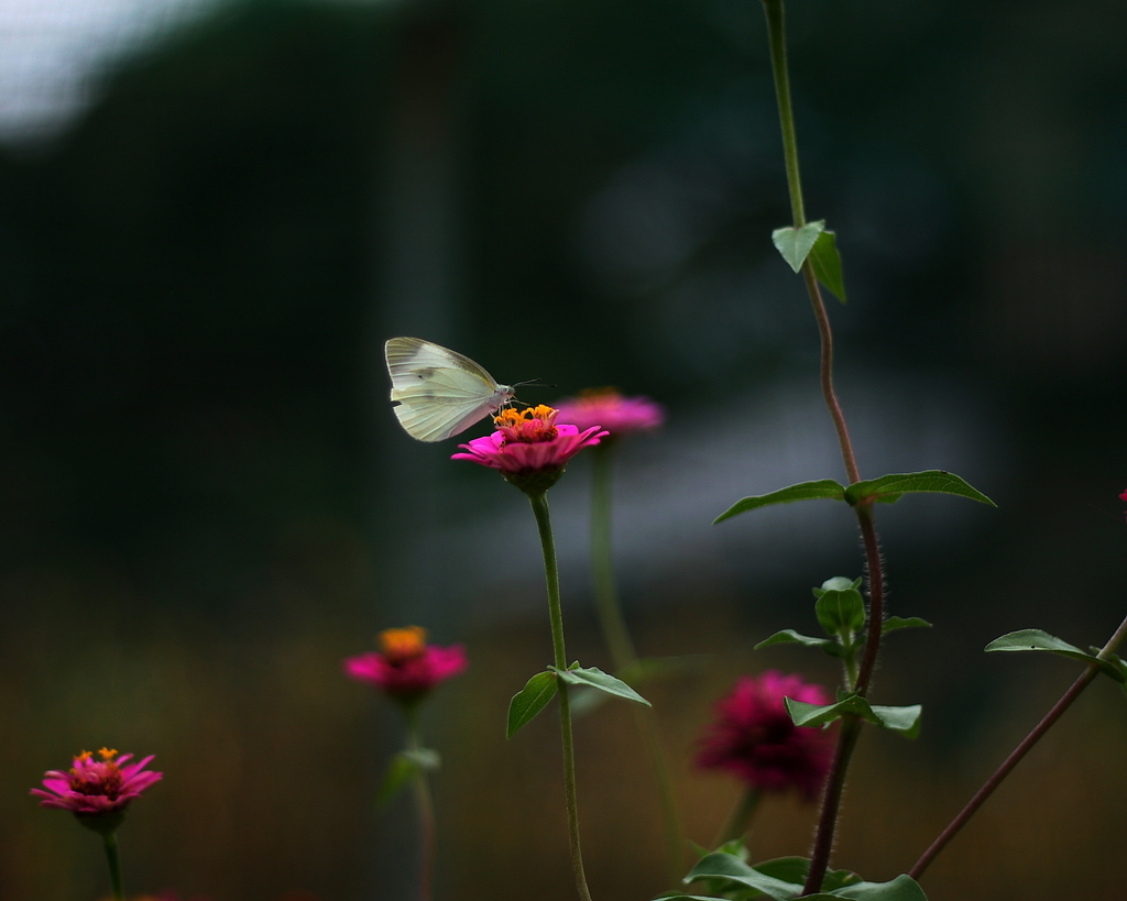 花と蝶