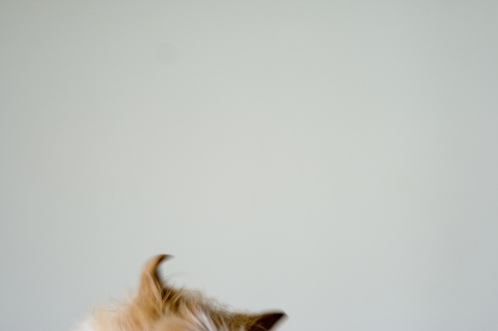 犬の耳