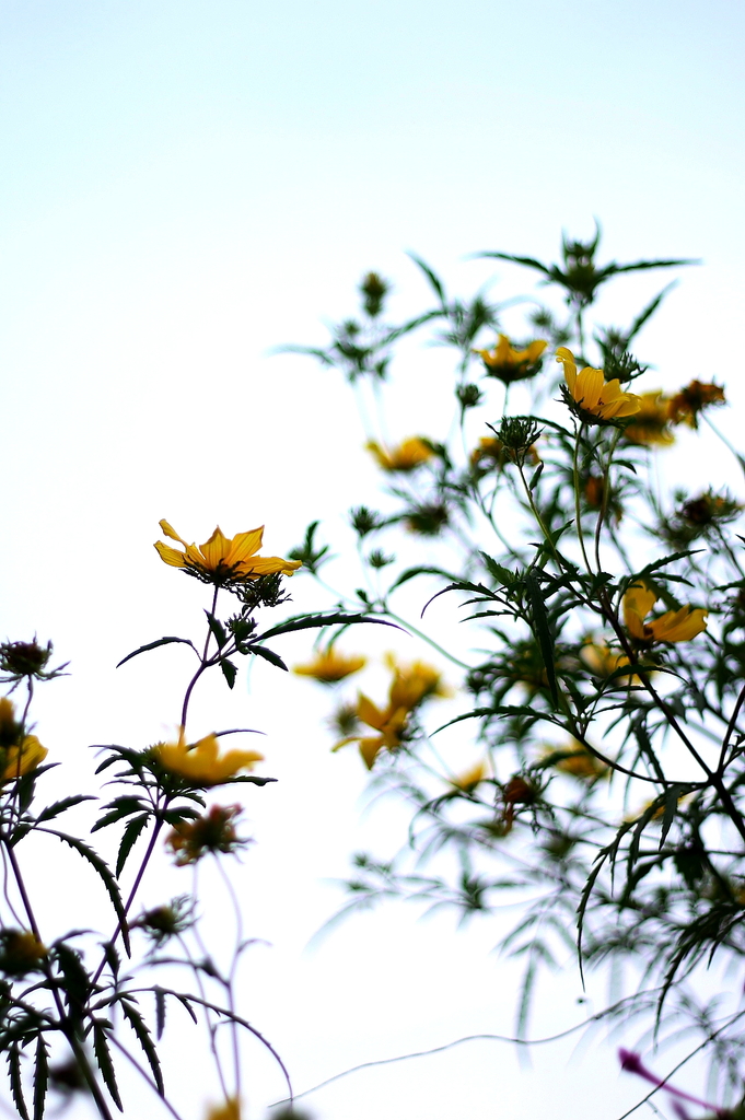 花