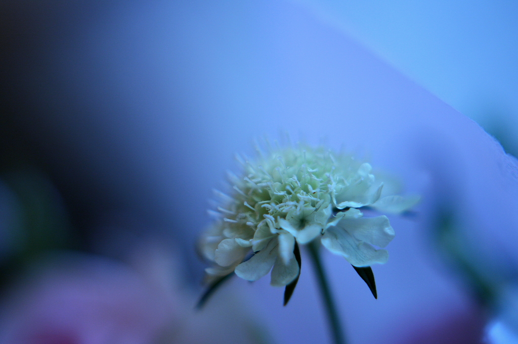一つの花