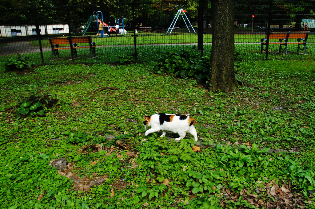 猫