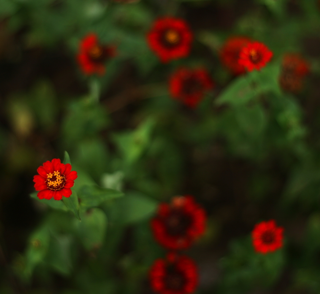 赤い花