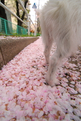 桜を踏みしめる
