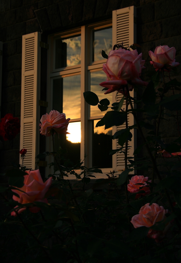 夕暮れと薔薇