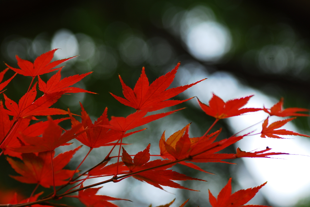 紅葉