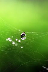 クモの巣と水滴　Ⅰ