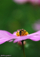 a bee on the cosmos