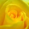 yellow　rose