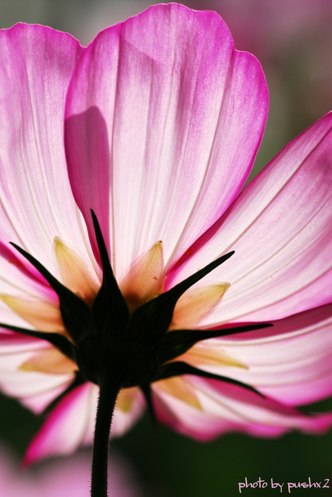cosmos　Ⅱ
