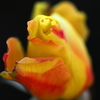 薔薇