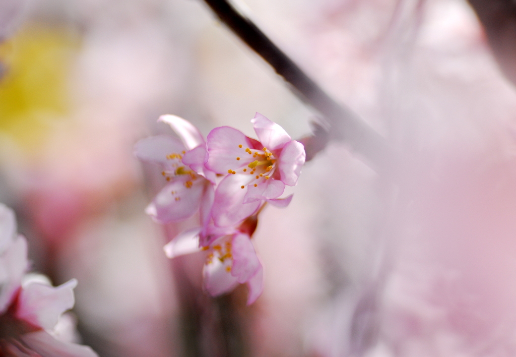 彼岸桜