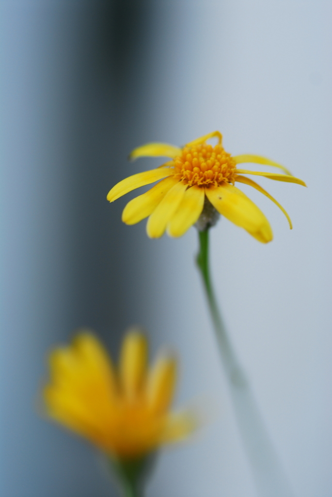 黄色い花