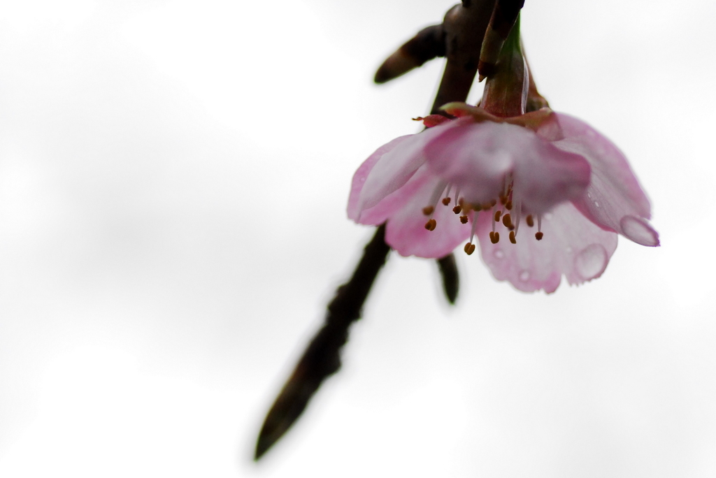 寒桜　in　rain