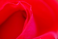 red　rose