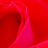 red　rose